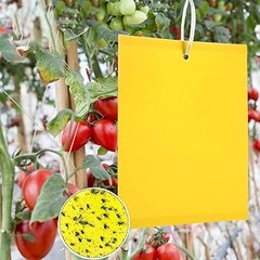 Guía para instalar trampas cromáticas en tu huerto urbano