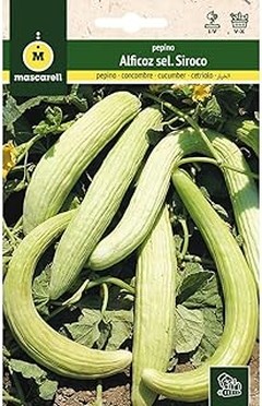 Guía Práctica para Sembrar Semillas de Pepino en el Huerto Urbano