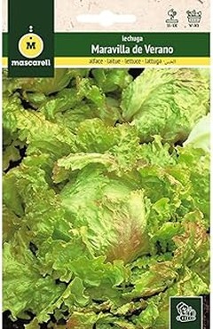 Cultivar Lechugas: Tierra o Hidroponía, ¿Cuál es Mejor?