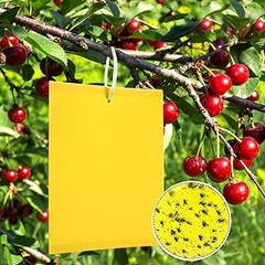 El momento ideal para utilizar trampas para mosca blanca en cultivos
