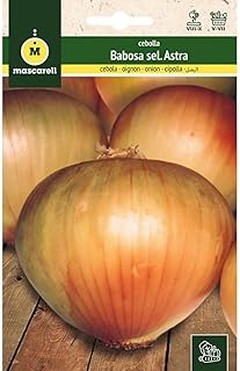 Tiempo de crecimiento de las cebollas desde la siembra