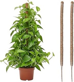 ** Problemas Comunes al Usar Kits de Tutores para Plantas