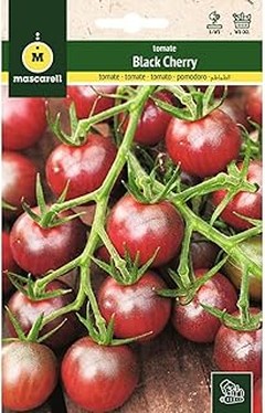 ¿Dónde encontrar semillas de tomate de calidad para tu huerto urbano?