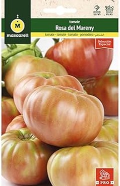 Luz y riego esenciales para un cultivo de tomates en casa