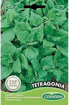 Pros y contras de cultivar espinacas en tu huerto urbano