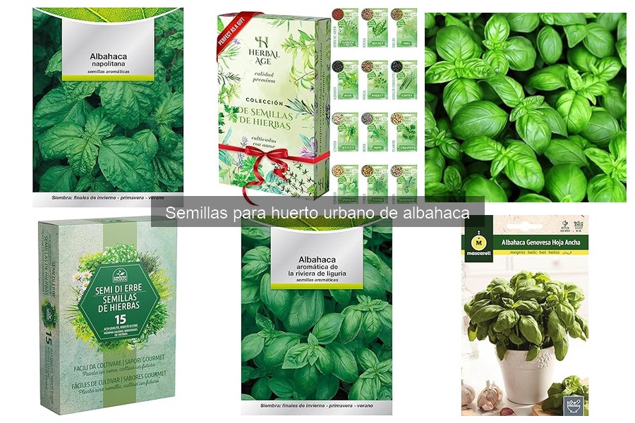 Alternativas a la albahaca: hierbas para tu huerto urbano