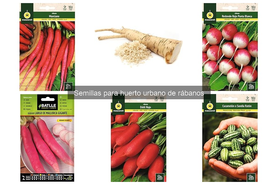 Alternativas a los rábanos para tu huerto urbano