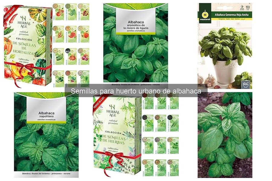 Beneficios de la albahaca en tu huerto urbano