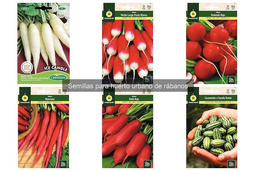 Cómo cultivar rábanos en casa: guía práctica