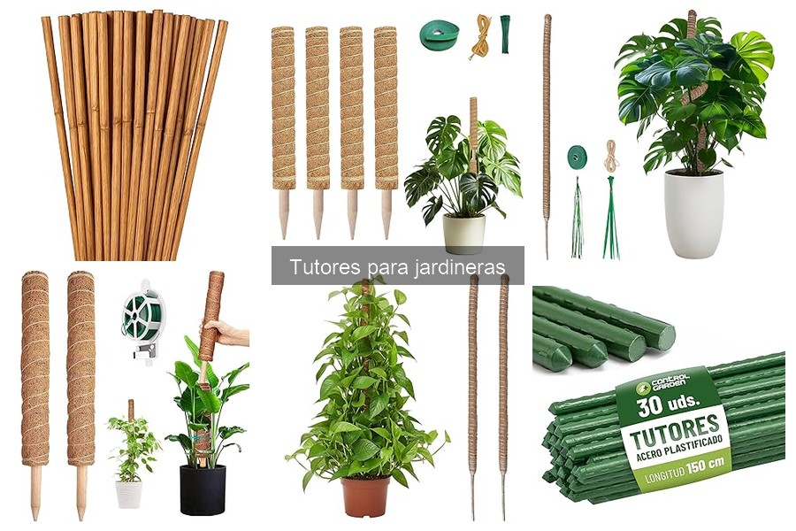 Cómo elegir el mejor tutor para tu jardinera