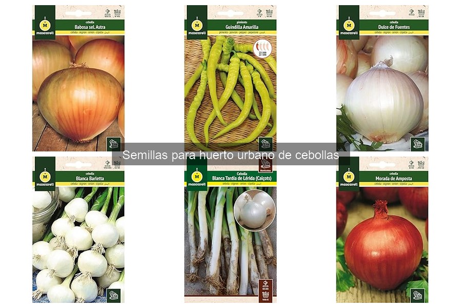 Cómo elegir las mejores semillas de cebolla para huerto urbano
