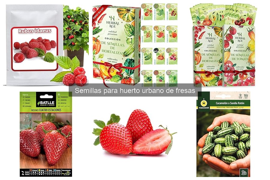 Cómo plantar semillas de fresa en tu huerto urbano