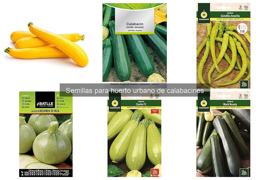 Comparativa de Semillas de Calabacín Híbridas y Orgánicas