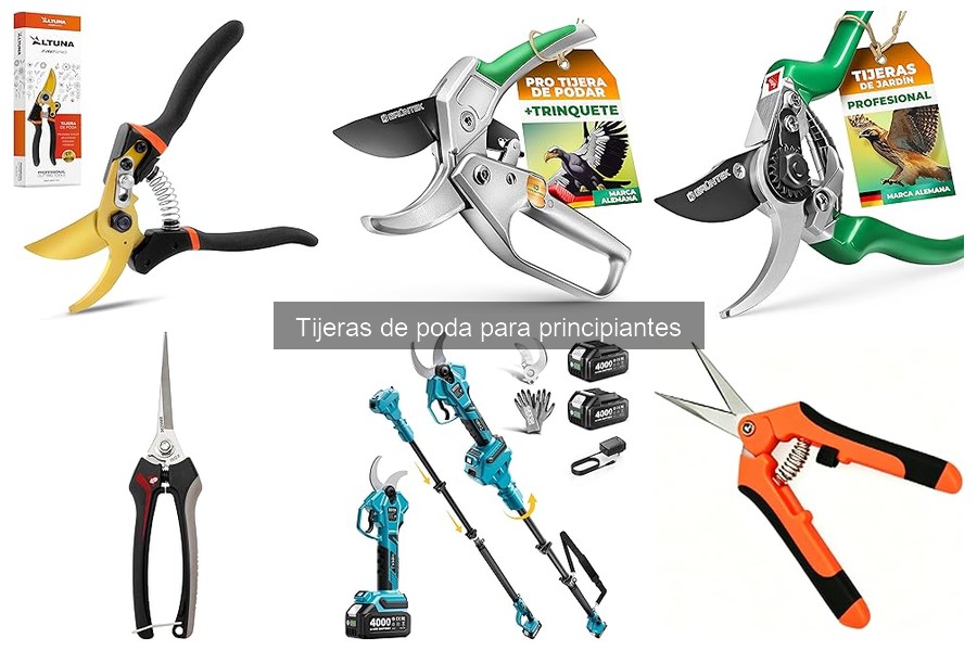 Cuándo podar: moment perfectos para tus plantas y árboles