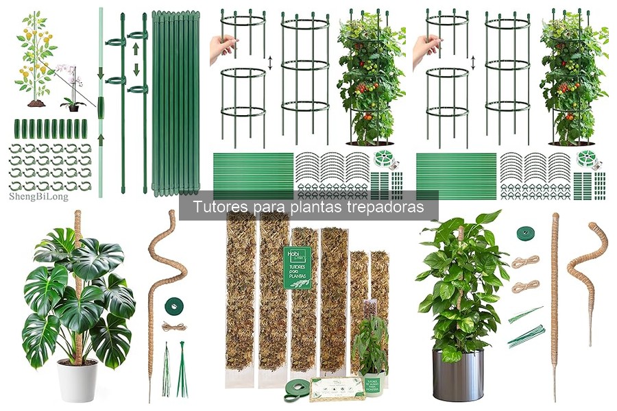 ¿Cuándo y cómo podar las plantas trepadoras? Guía práctica