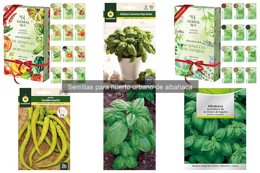 Cuidados esenciales de la albahaca en tu huerto urbano