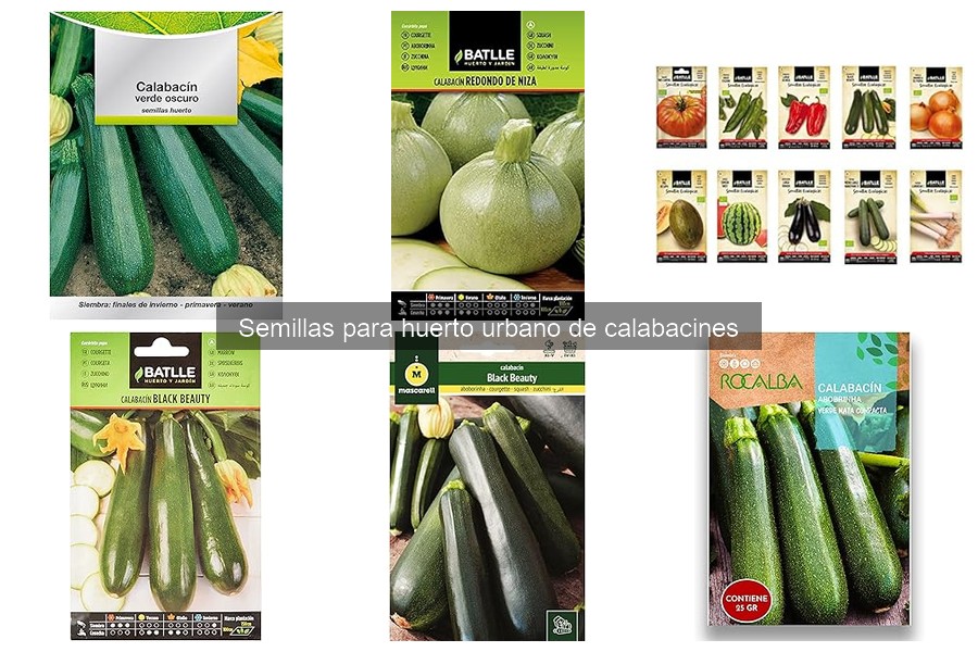 Cuidados Esenciales para Calabacines a Partir de Semillas