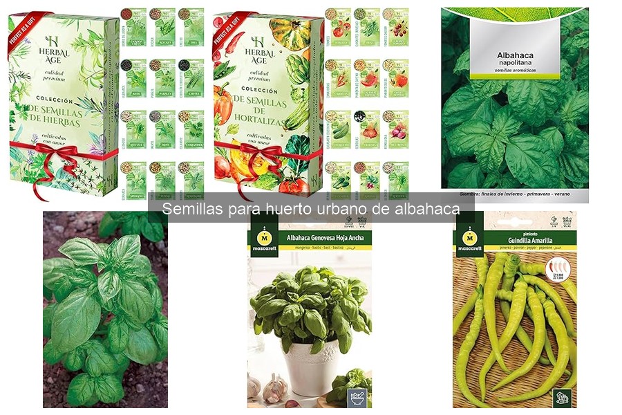 Diferencias entre semillas de albahaca genéricas y orgánicas
