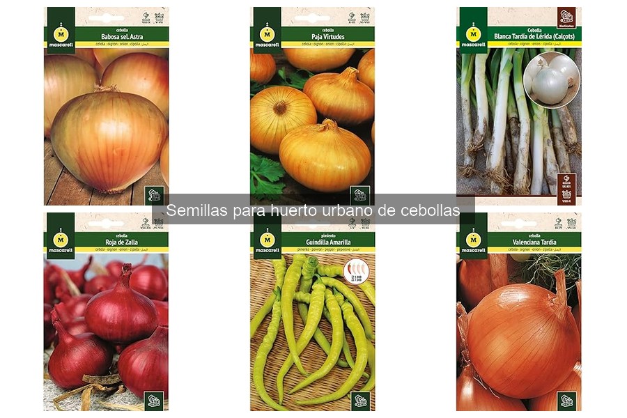 Dónde comprar semillas de cebolla para huertos urbanos