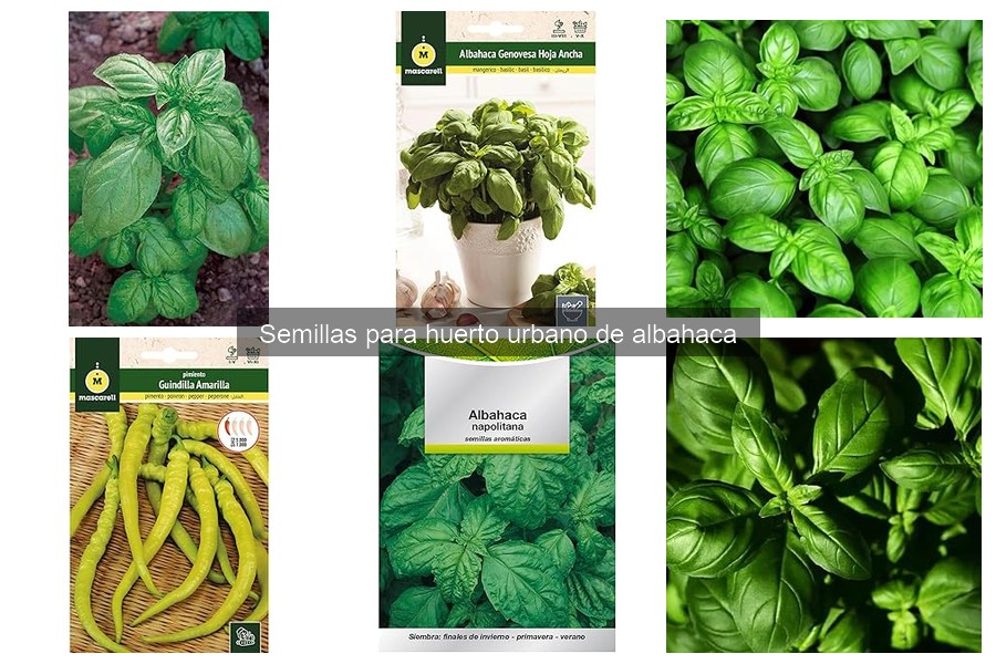 Errores comunes al plantar albahaca y cómo evitarlos