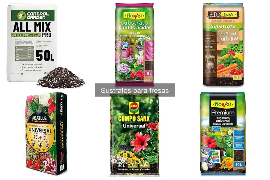 Mantenimiento de sustratos para fresas: Guía práctica
