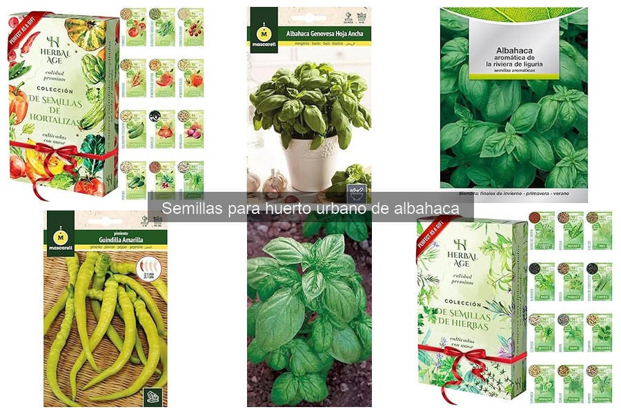 Mejor época para sembrar semillas de albahaca en tu huerto urbano