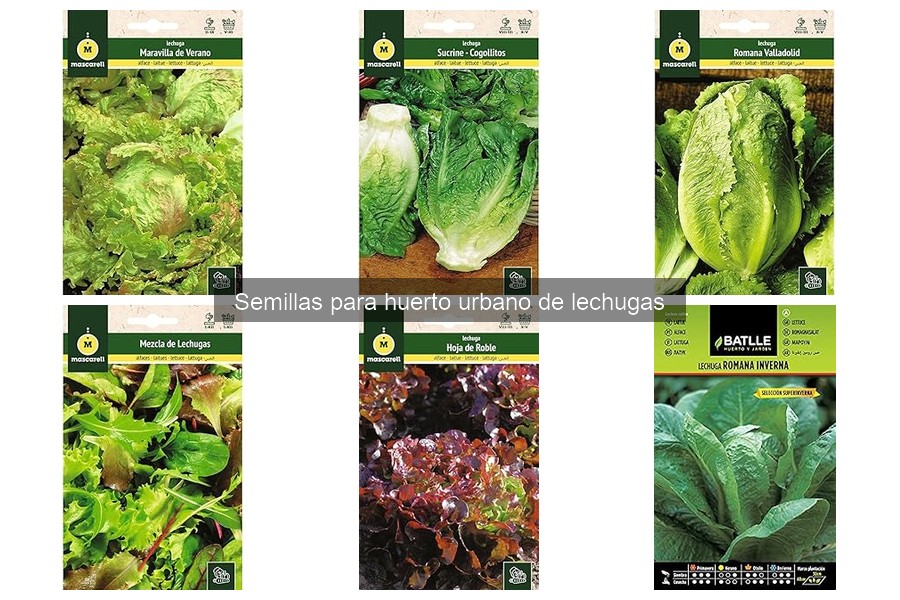 Mejores abonos para lechugas en huerto urbano