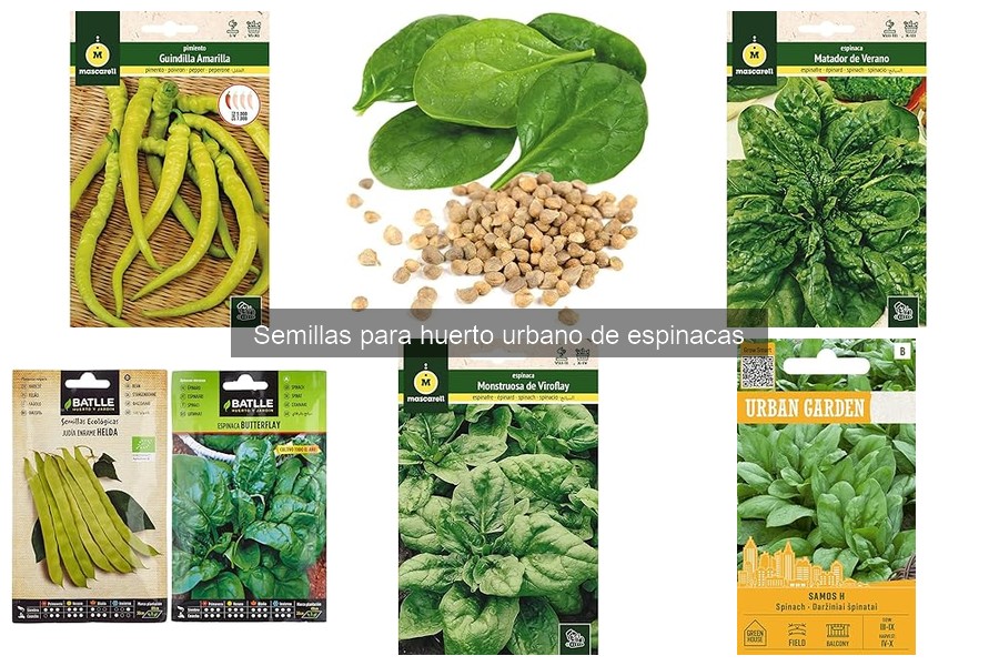 Mejores semillas de espinaca para tu huerto urbano