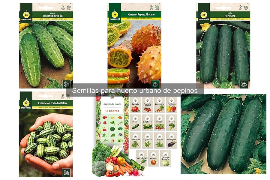 Mejores semillas de pepino para huertos urbanos 2023