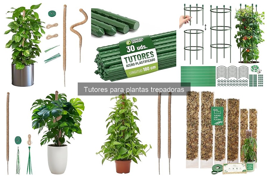 Mejores tutores para plantas trepadoras según la especie