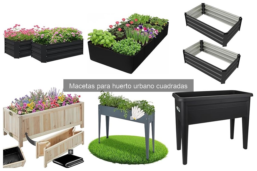 Plantas ideales para cultivar en macetas cuadradas
