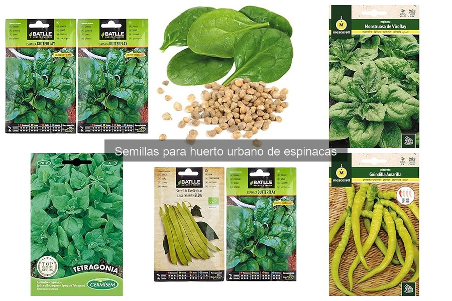 Problemas comunes al cultivar espinacas y soluciones efectivas