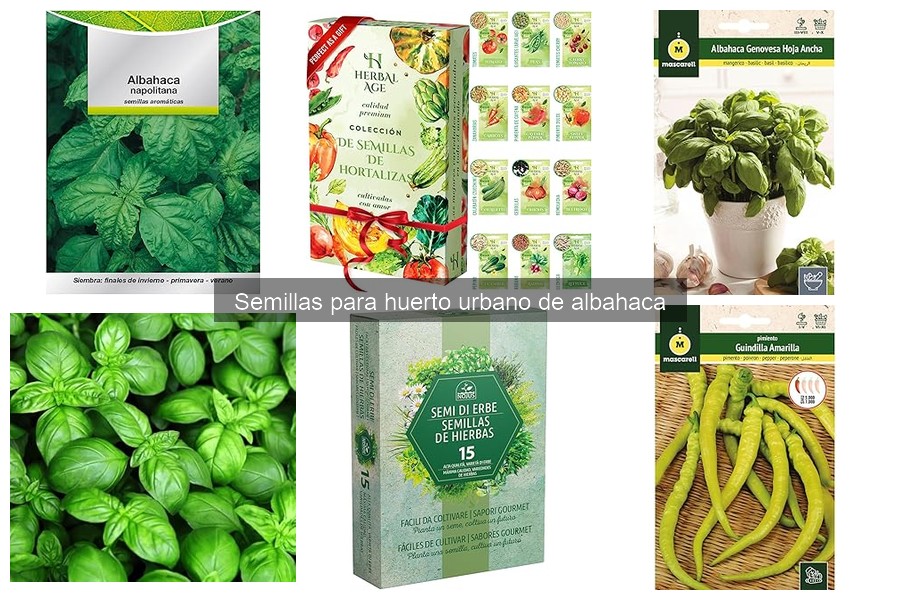 Problemas frecuentes al cultivar albahaca y cómo solucionarlos