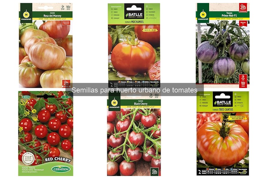 Requisitos de luz y riego para cultivar tomates en casa