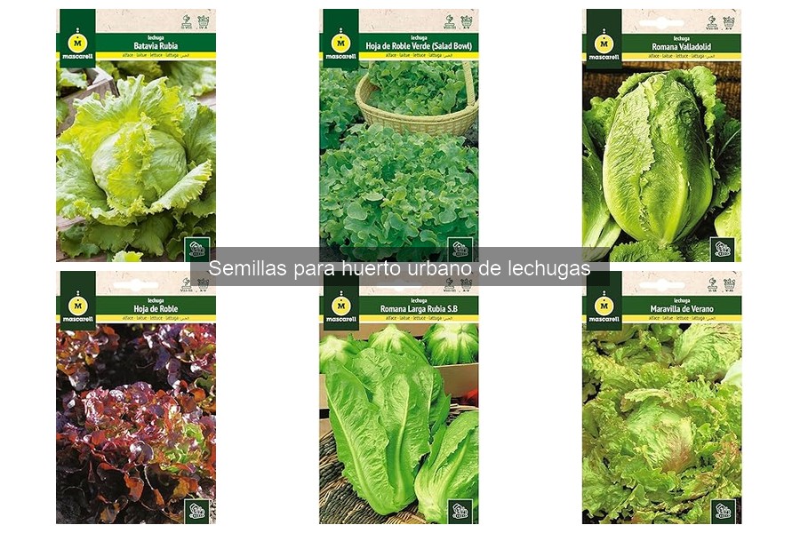 Reseña de las mejores semillas de lechuga en Amazon