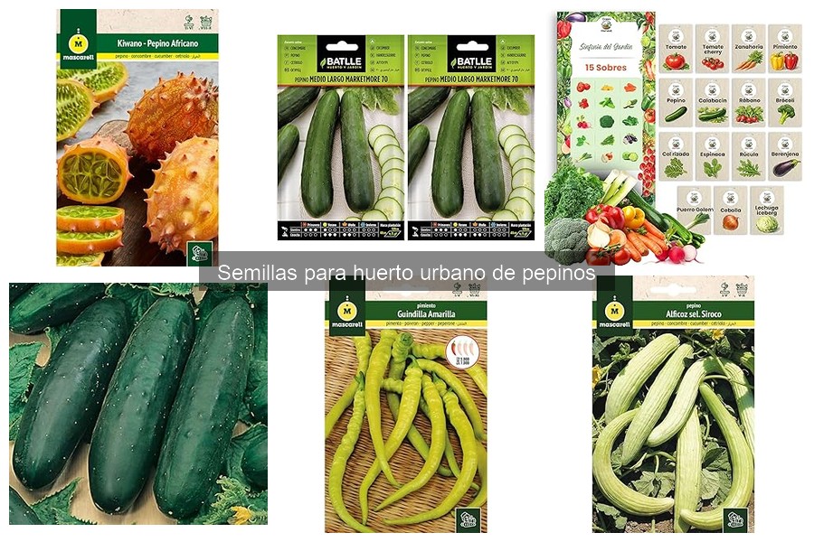 Semillas de pepino para huertos urbanos: características y uso