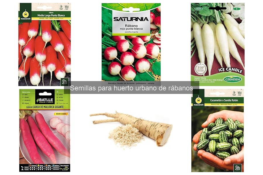 ** Semillas de rábanos resistentes a plagas: variedades efectivas