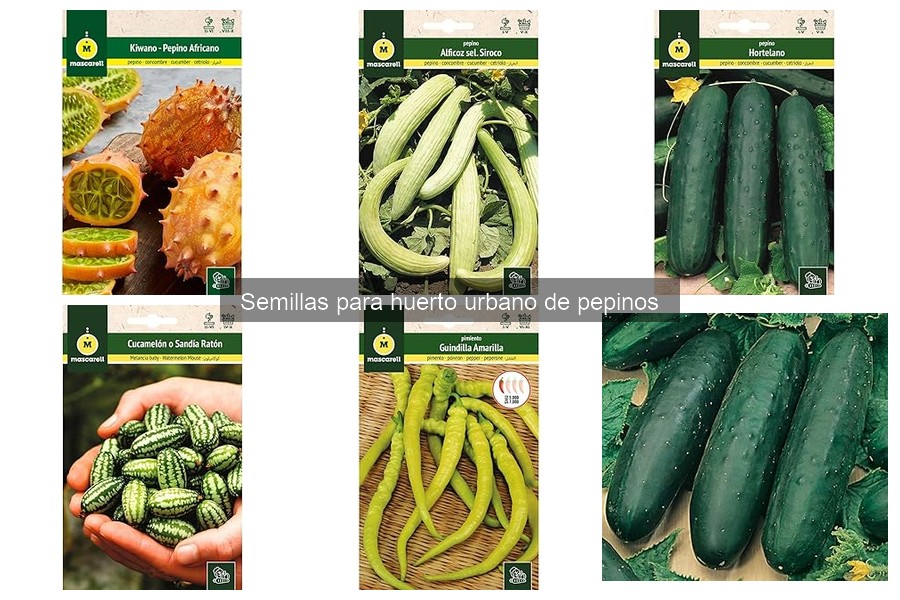 Tipos de semillas de pepino para tu huerto urbano