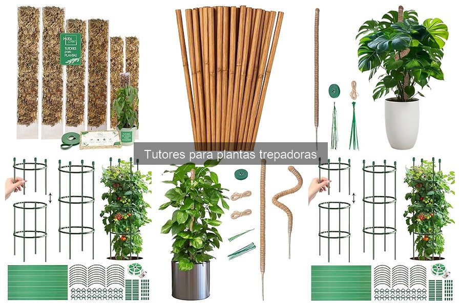 Tutores para Plantas Trepadoras: ¿Qué Son y Para Qué Sirven?