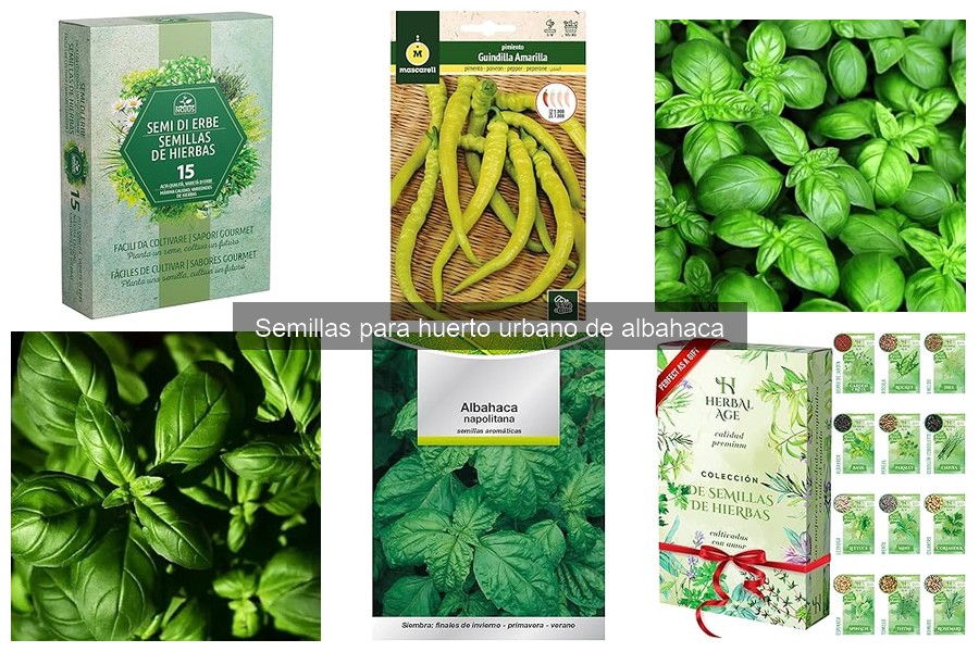 Variedades de semillas de albahaca para tu huerto urbano