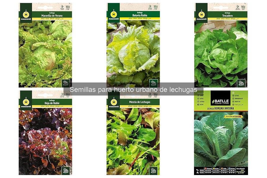 Variedades de semillas de lechuga para huerto urbano