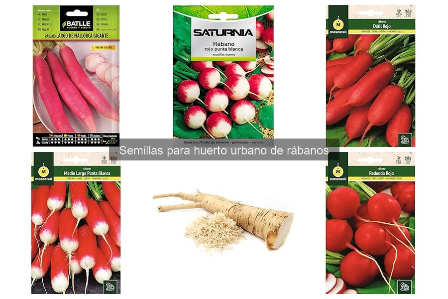 Variedades de semillas de rábanos para tu huerto urbano