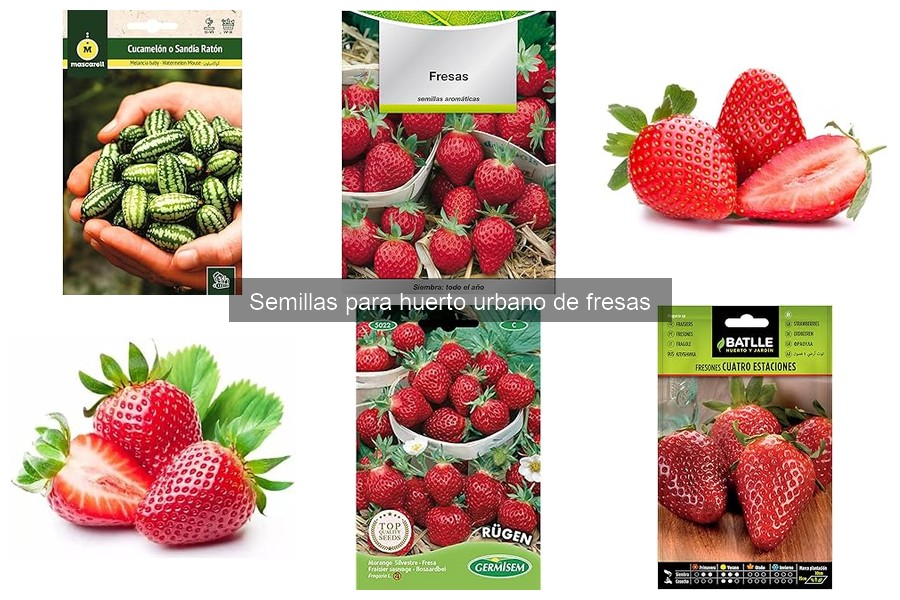 Ventajas de cultivar fresas en tu huerto urbano