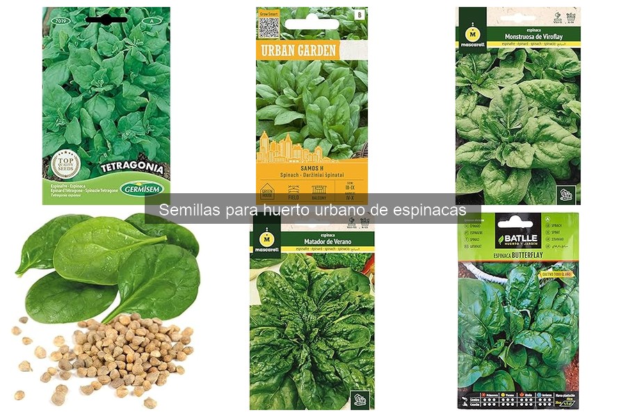 Ventajas y desventajas de cultivar espinacas en casa
